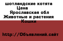 шотландские котята › Цена ­ 3 000 - Ярославская обл. Животные и растения » Кошки   